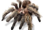 Tarantula  Generated by  IJG JPEG Library : PUBDATE_2003_10_30_hj_a_??